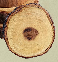 Luid Lokal Rustic Coaster Acacia Wood Slice